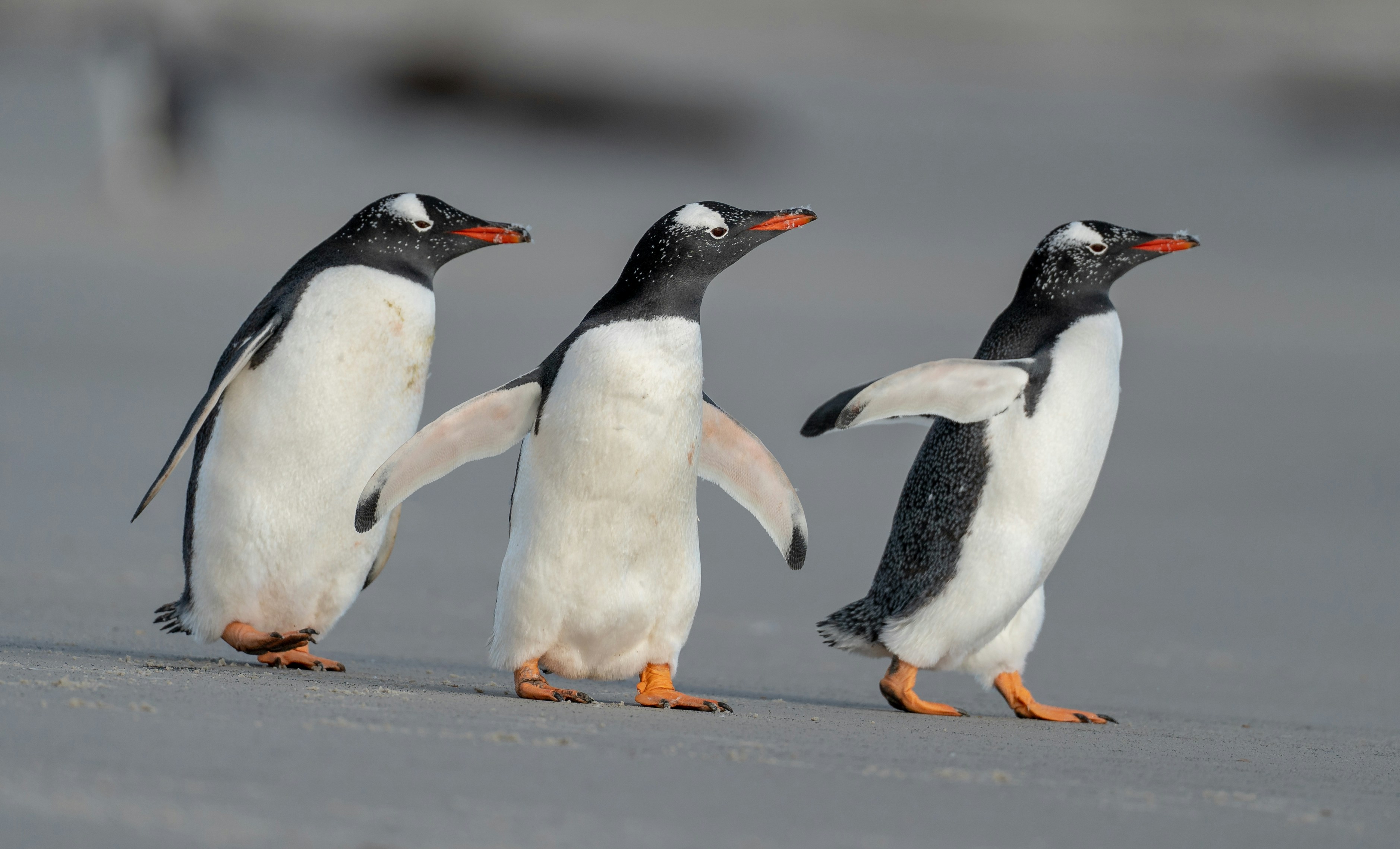Les 3 mousquemers. Crédits photo : Bob Brewer sur Unsplash