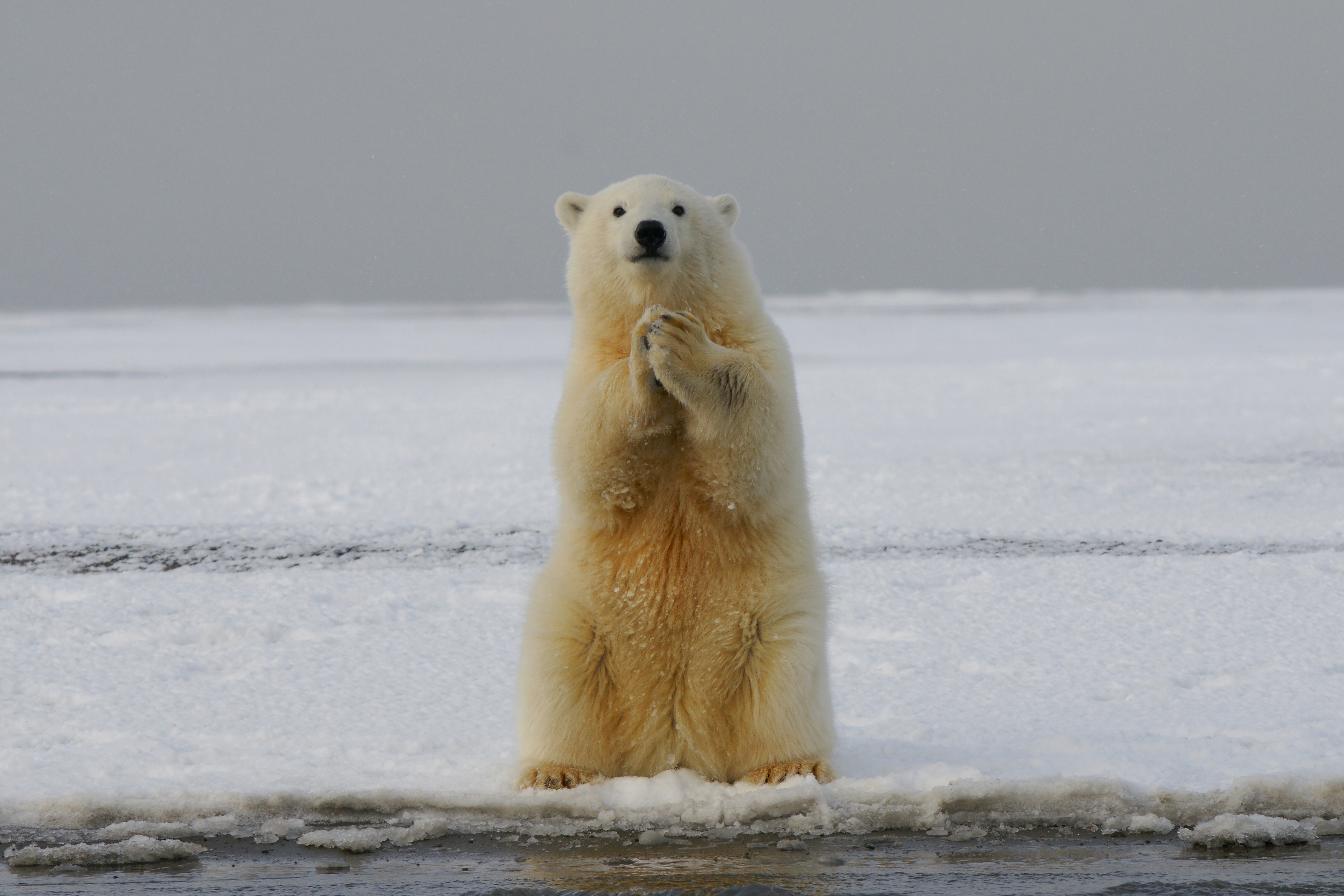 Pour ceux qui ne parlent pas l’ours polaire : « Merci d’utiliser vos LLMs préférés pour des requêtes utiles ». Crédits photo : Hans-Jurgen Mager sur Unsplash