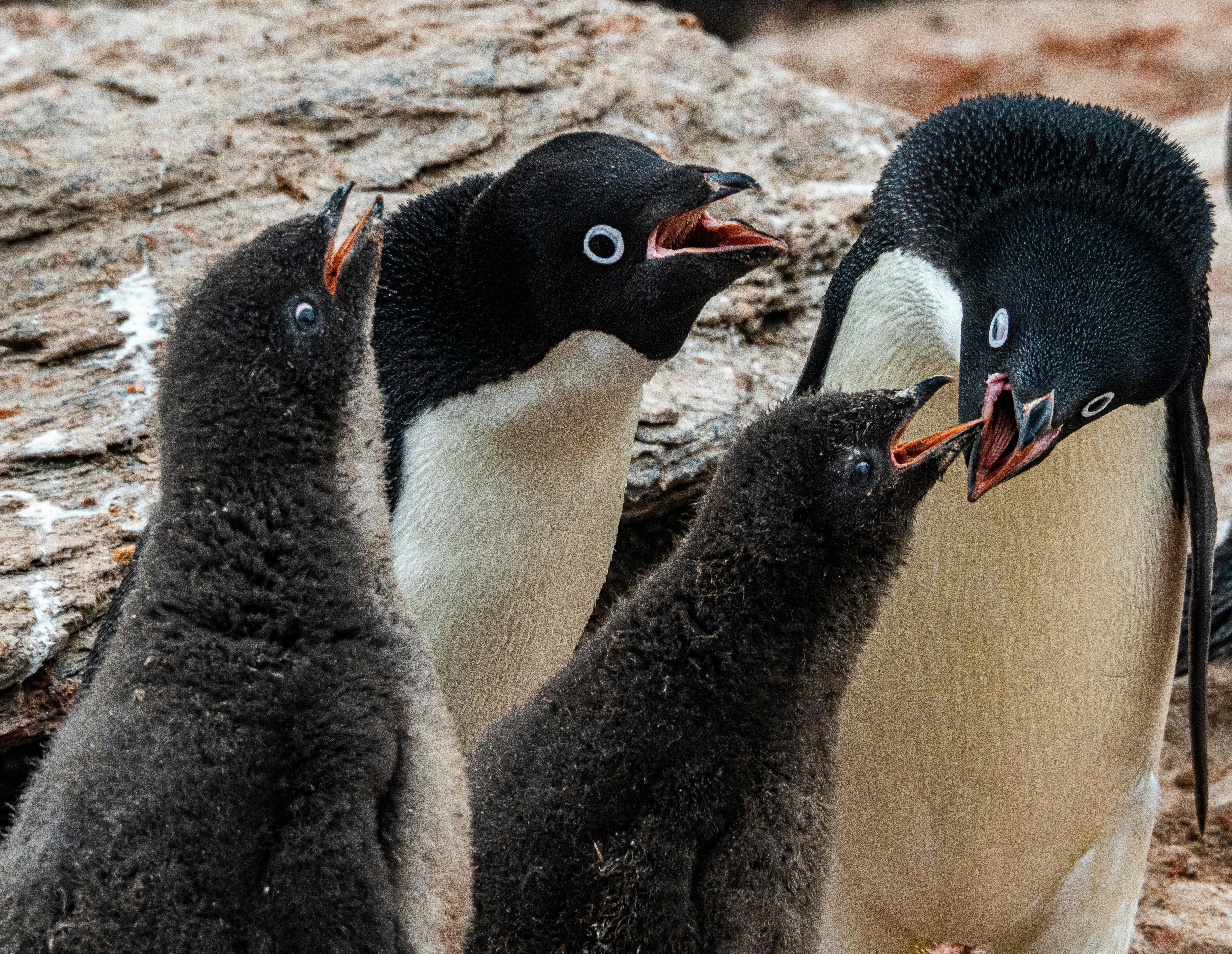 Si les parents aiment donner la becquée à leurs petits, les profs préfèrent les pousser à voler de leurs propres ailes. Crédit photo : Lesly Derksen sur Unsplash