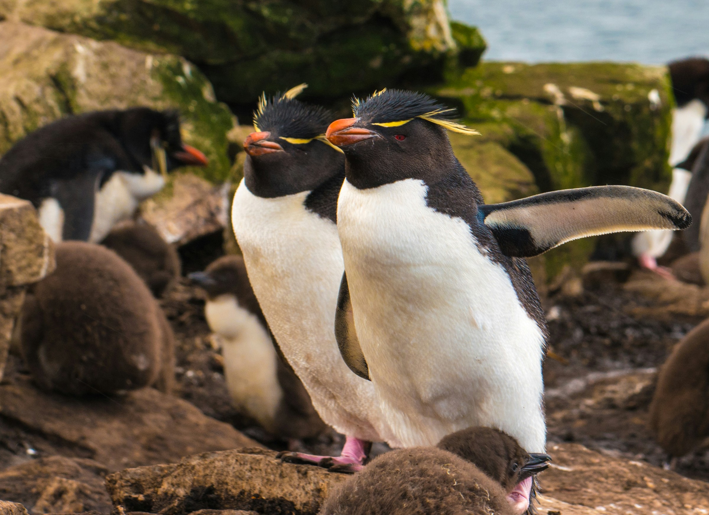 Oeil rouge, crête punk et supercils, les gorfous sauteurs sont les plus machiévéliques des manchots… Crédits photo : Mark Koch sur Unsplash