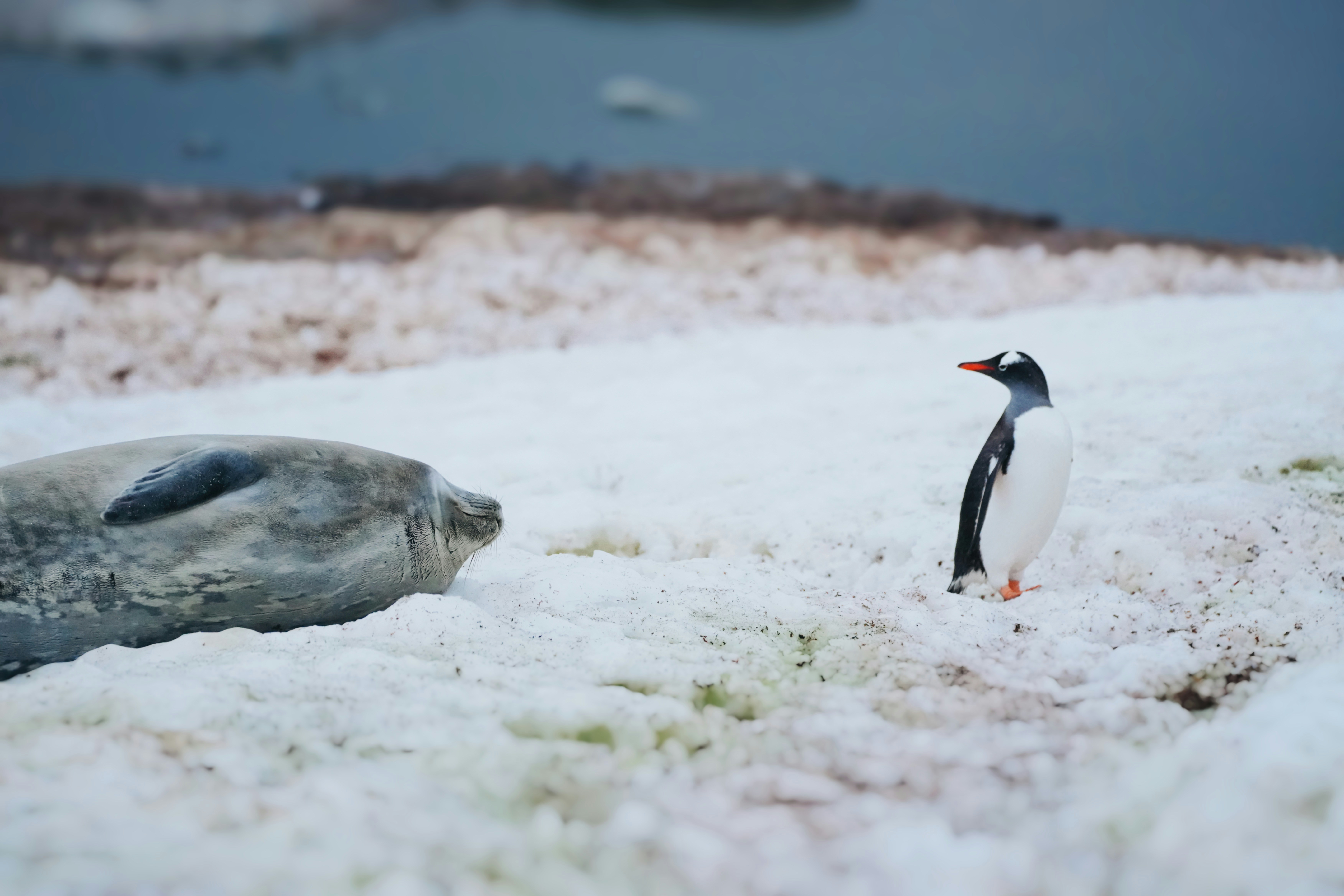 D’après vous, lequel de ces deux animaux est le plus intelligent ? Crédits photo : TC Photography sur Unsplash