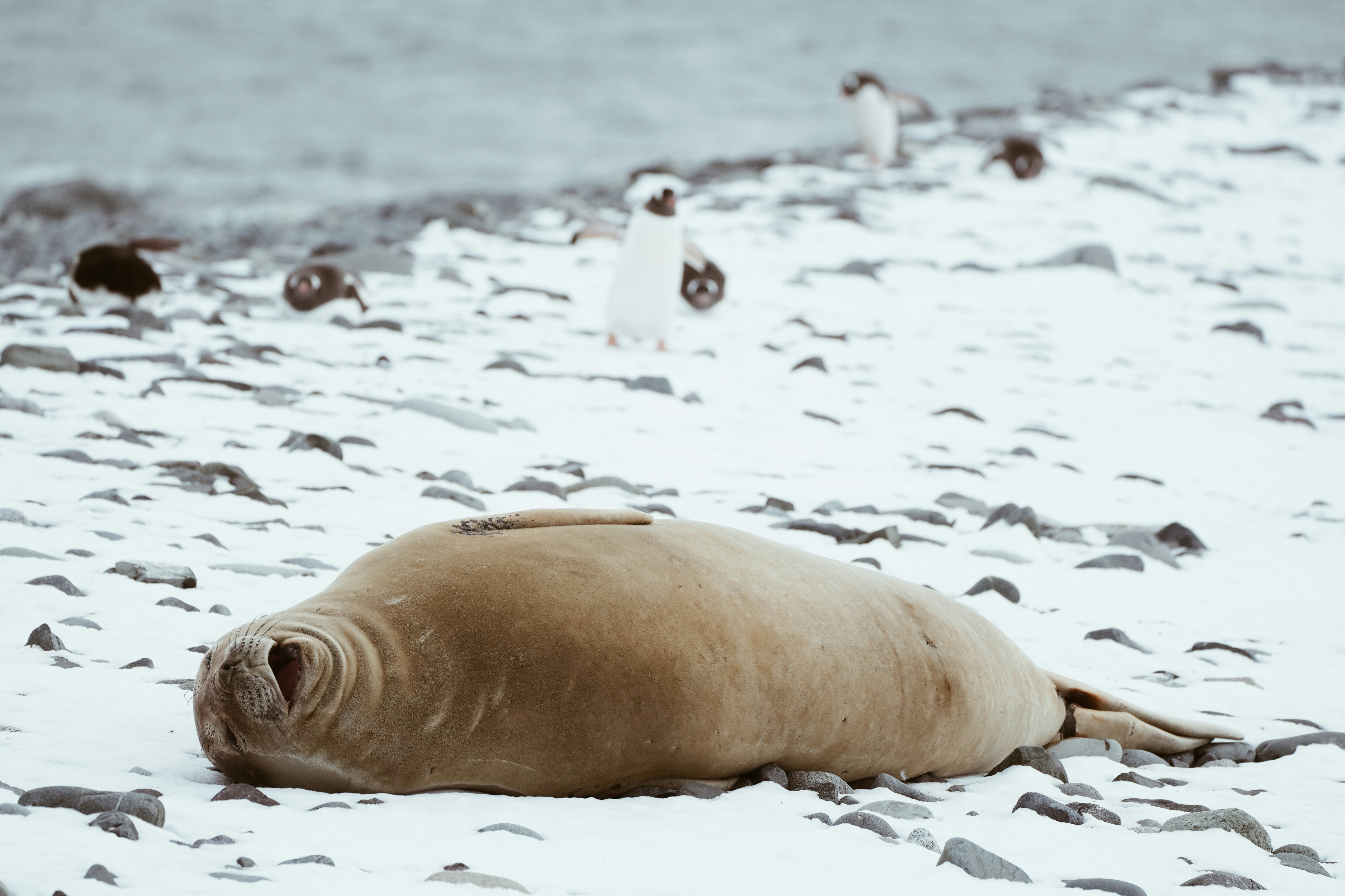Un phoque qui se prend pour un tiret cadratin… Crédit photo : TC Photography sur Unsplash