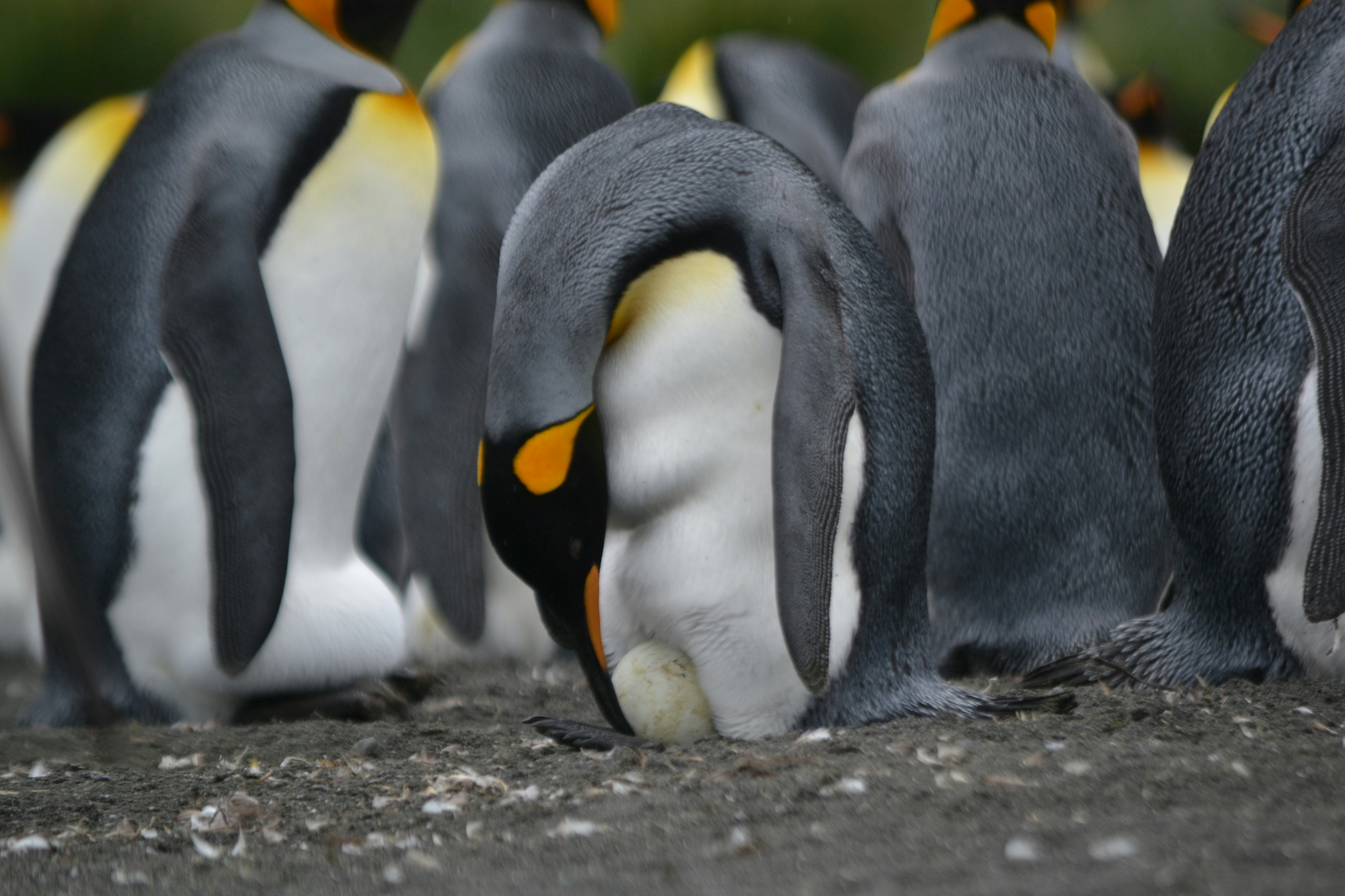 Tout le monde veut une bonne place pour son petit poussin Crédit photo : Angie Corbett-Kuiper sur Unsplash