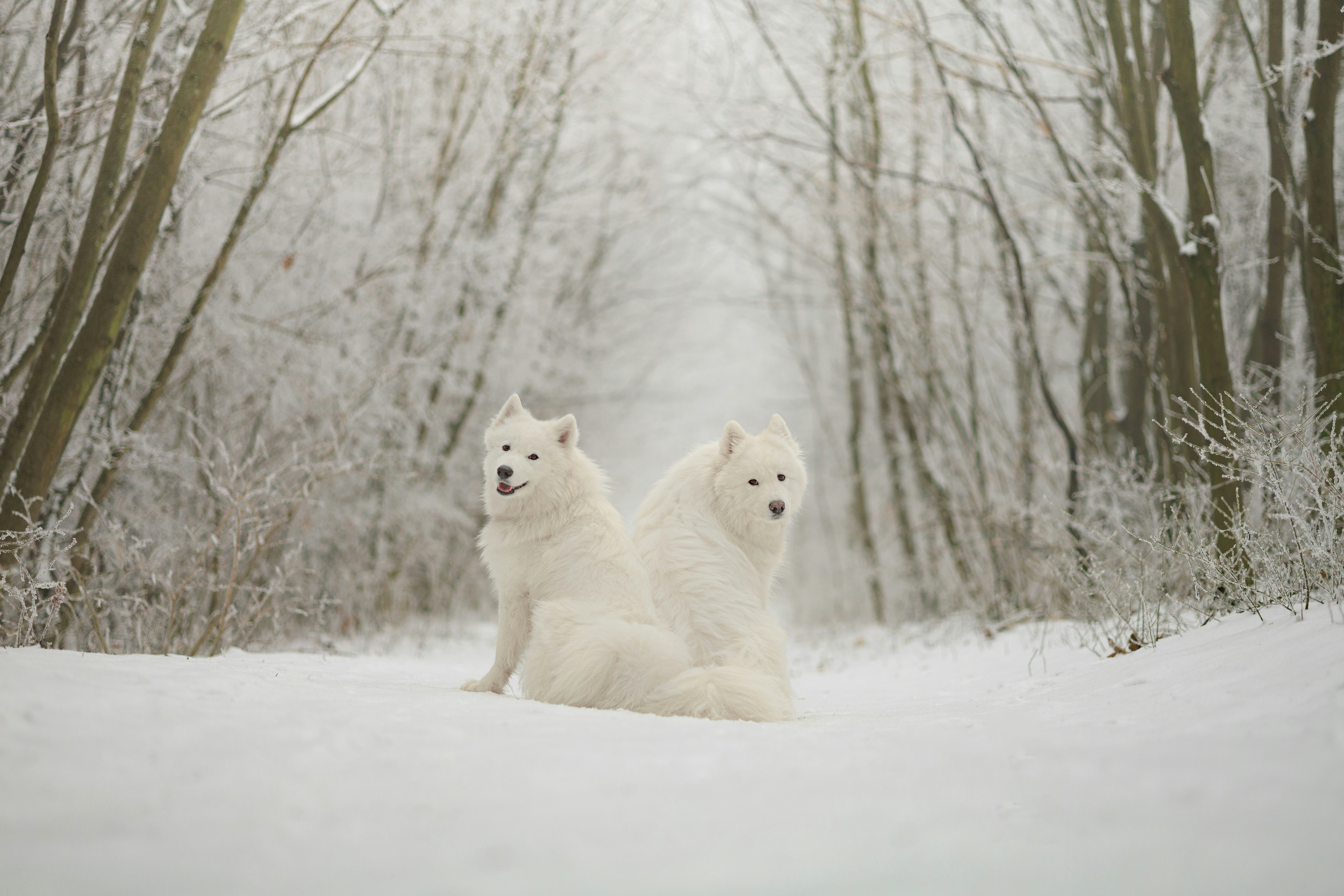 Regardez ces chiens jumeaux comme ils sont beaux ! Crédits photo : Barcs Tamás sur Unsplash