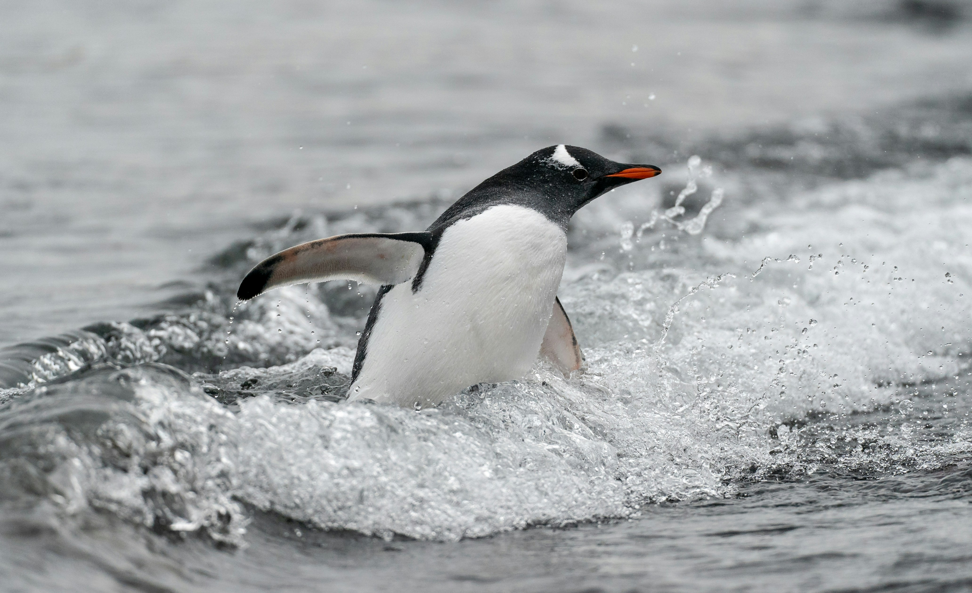 Regardez un peu ce pingouin : quel flow ! Crédits photo : Bob Brewer sur Unsplash