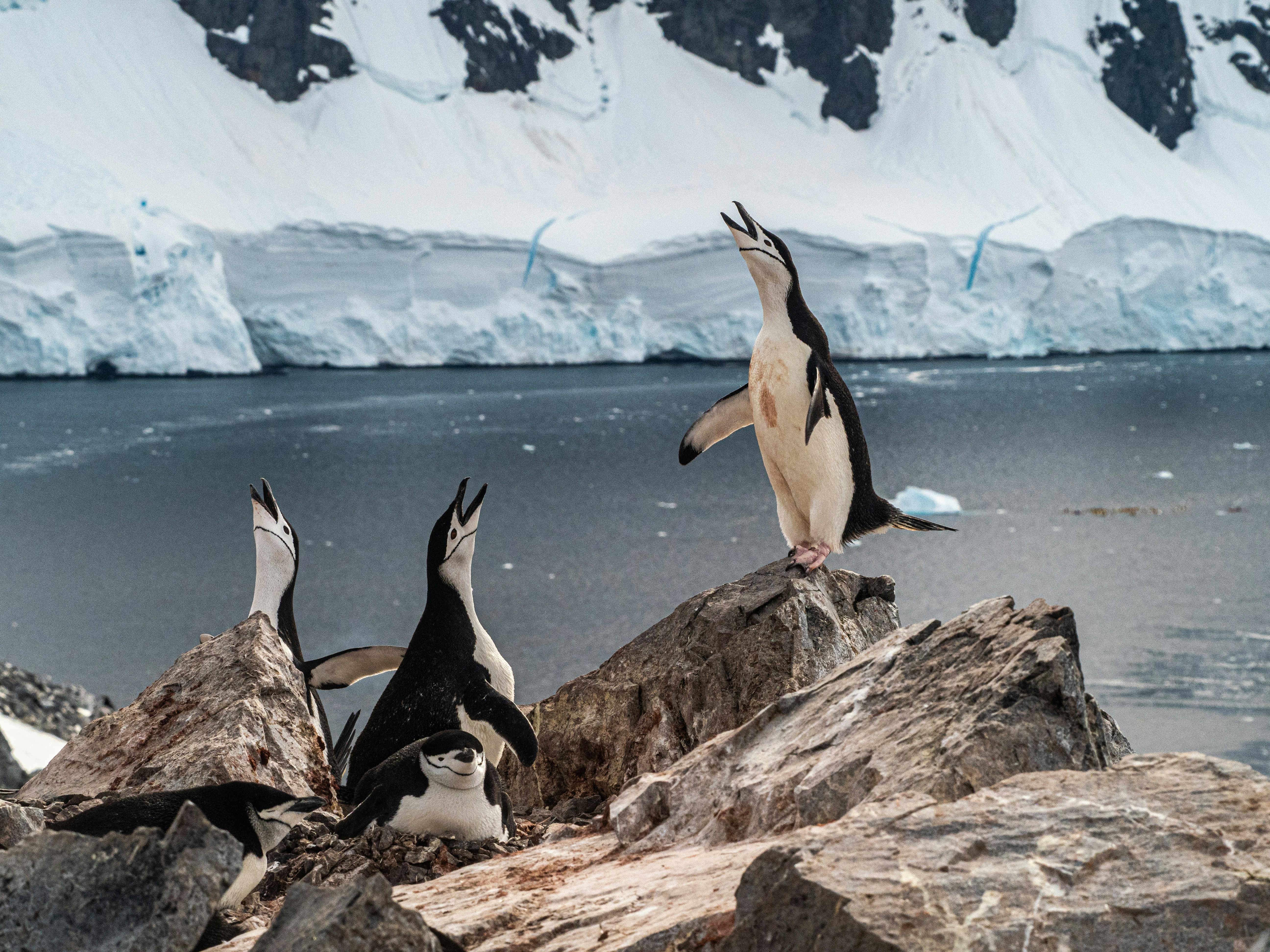 Récital pour manchots Crédits photo : Lesly Derksen sur Unsplash