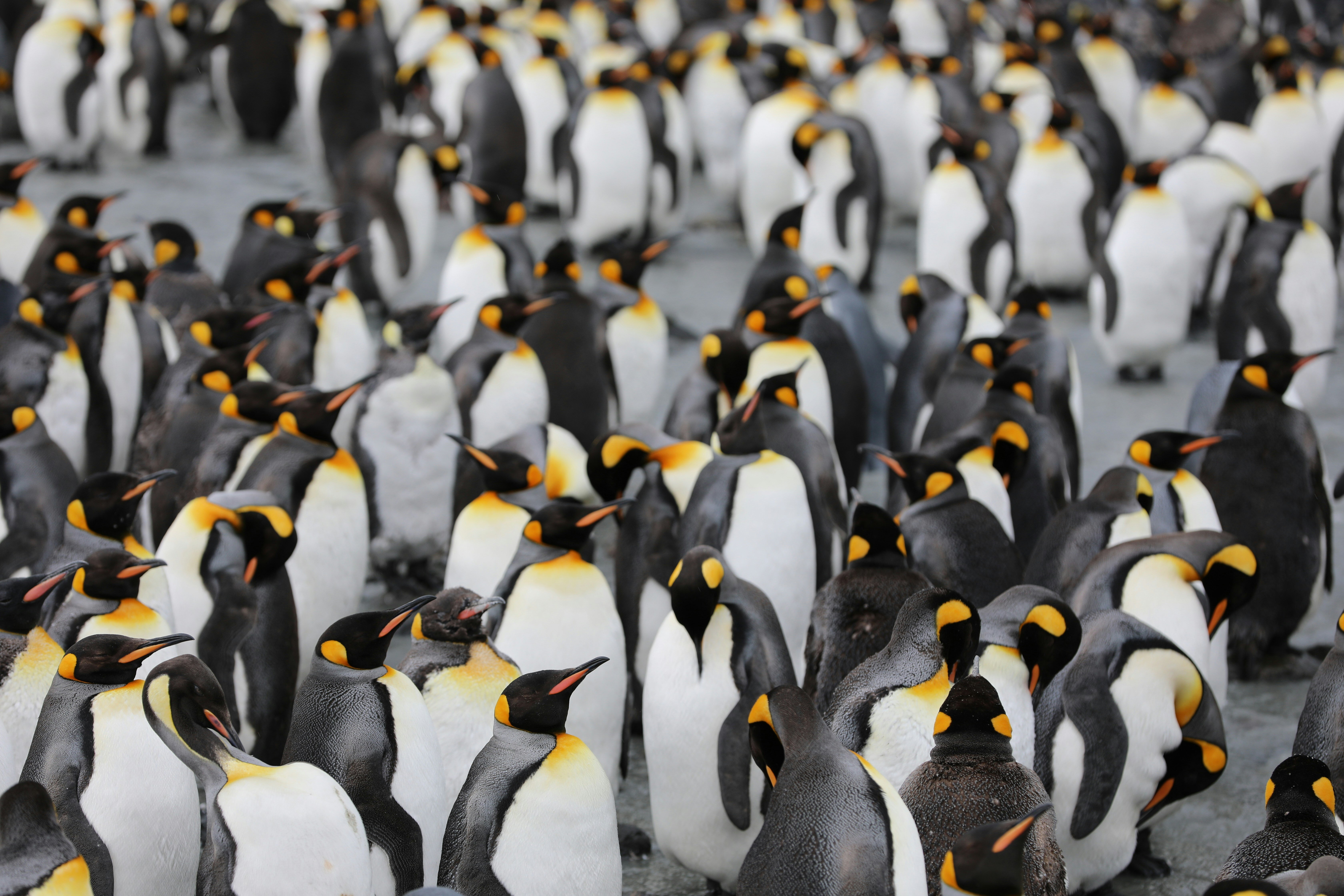 Tentez de lister le nombre de manchots royaux sur l’image.  Crédits photo : Martin Wettstein sur Unsplash