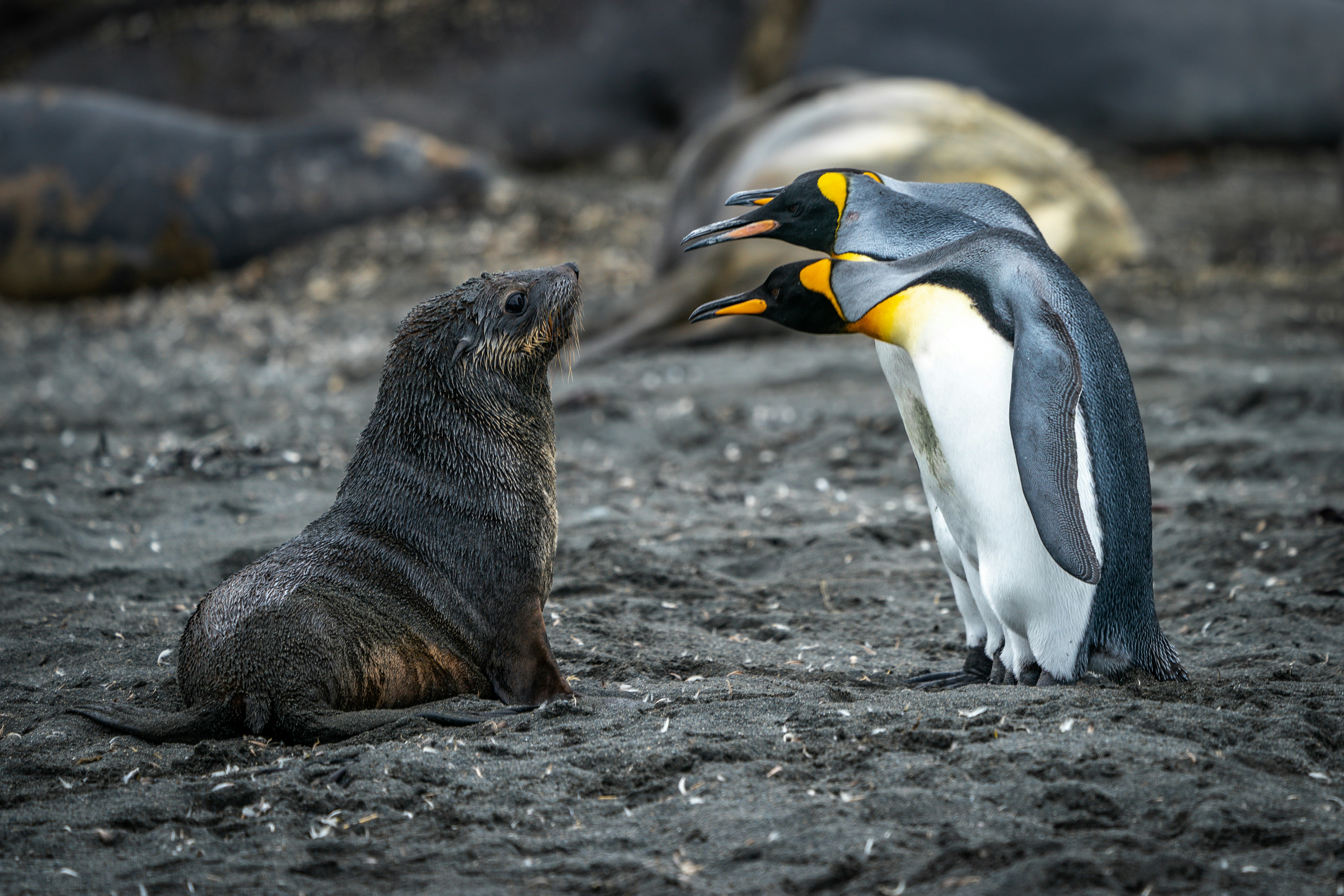 Ce jeune phoque est à deux palmes de se lancer dans une partie de chifoumi avec ces trois pingouins. Crédits photo : Rod Long sur Unsplash