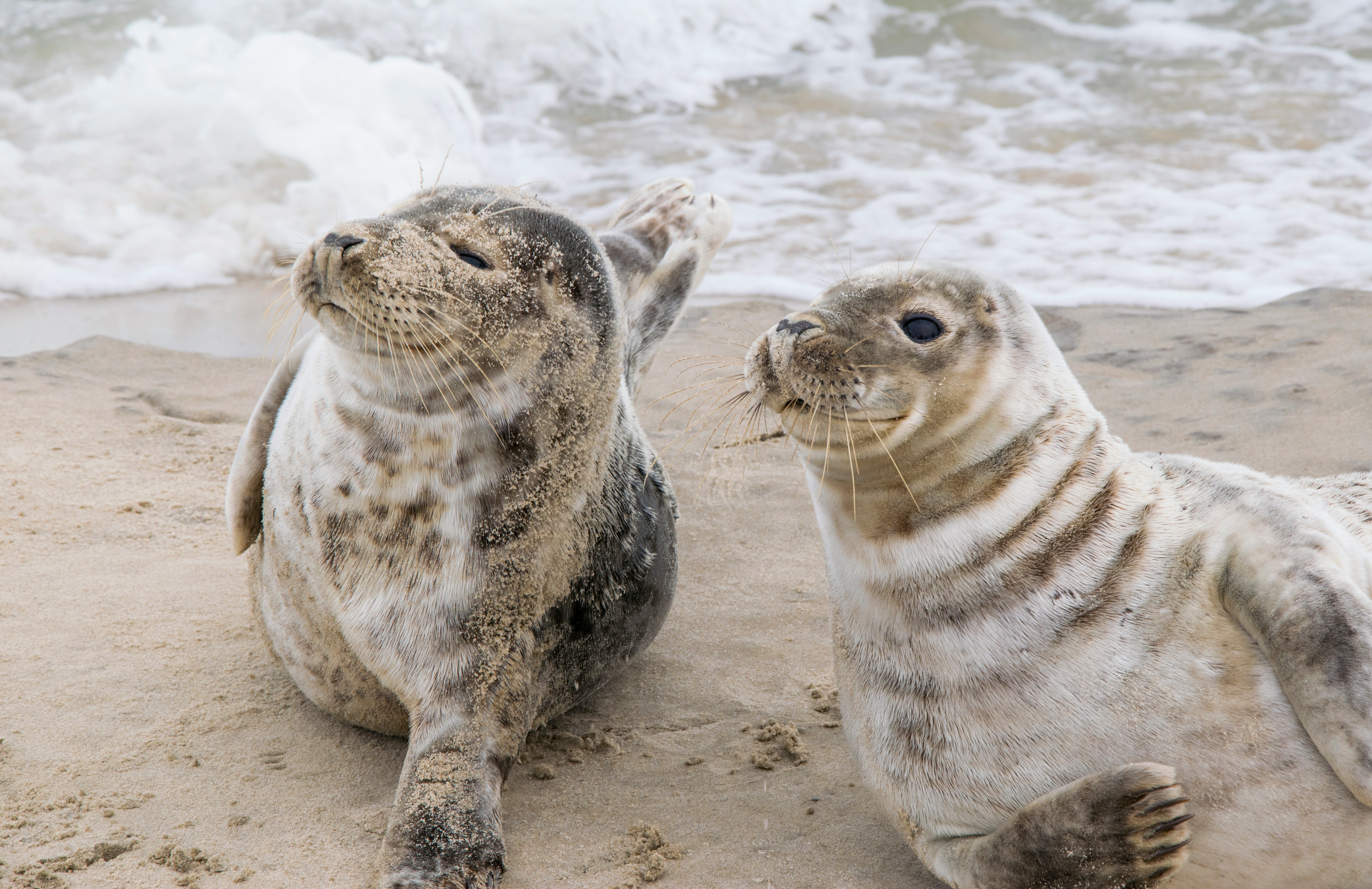 Si les vacances de ces deux blanchons ont été reposantes, chez Ed on n’a pas chômé ! Crédits photo : Sevak sur Unsplash