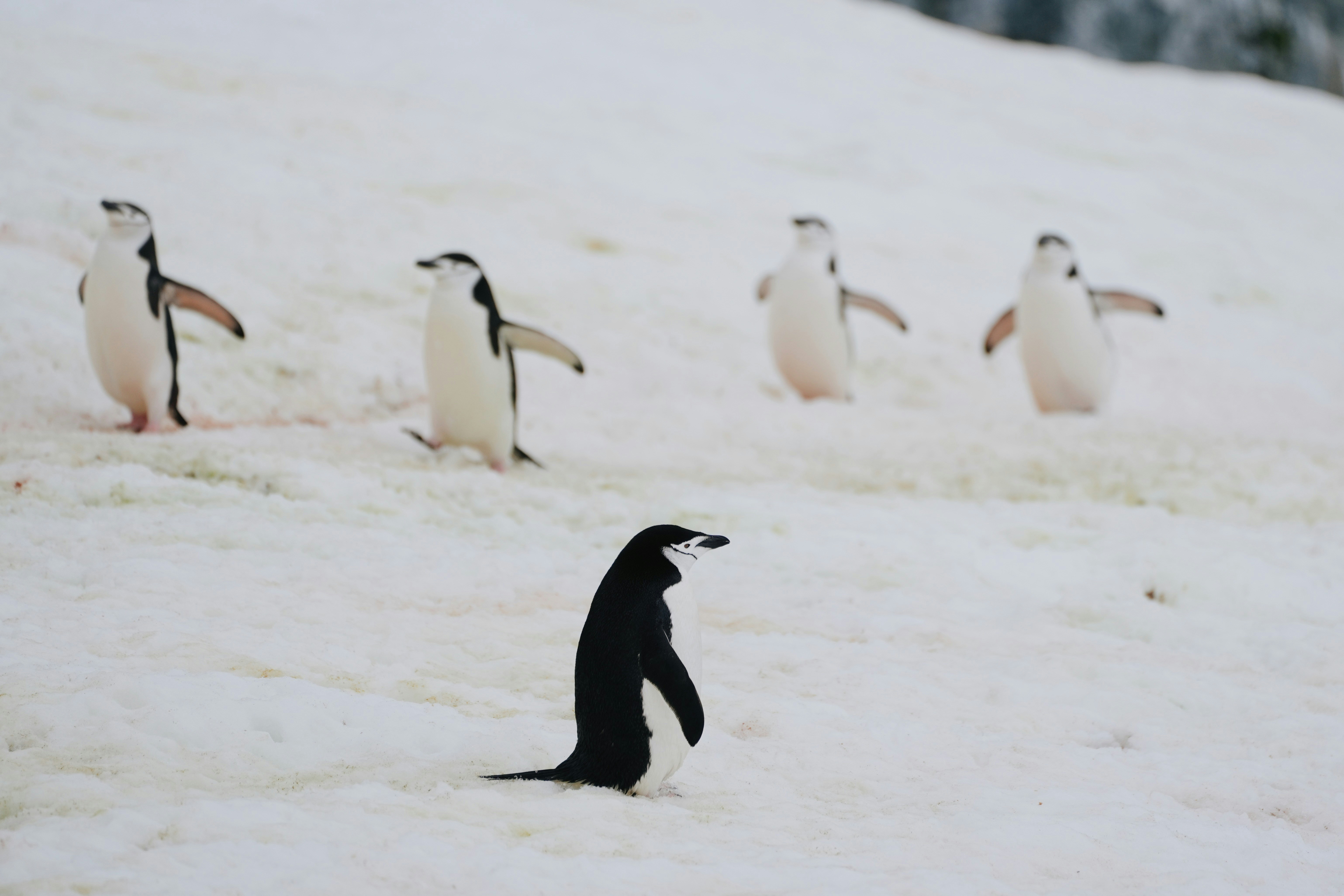 Il arrive que des manchots perdent le nord… Crédits photo : TC Photography sur Unsplash